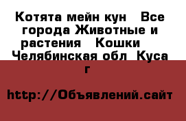 Котята мейн кун - Все города Животные и растения » Кошки   . Челябинская обл.,Куса г.